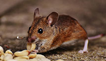 24 Hour & Emergency Exterminators in Rancho Park, CA